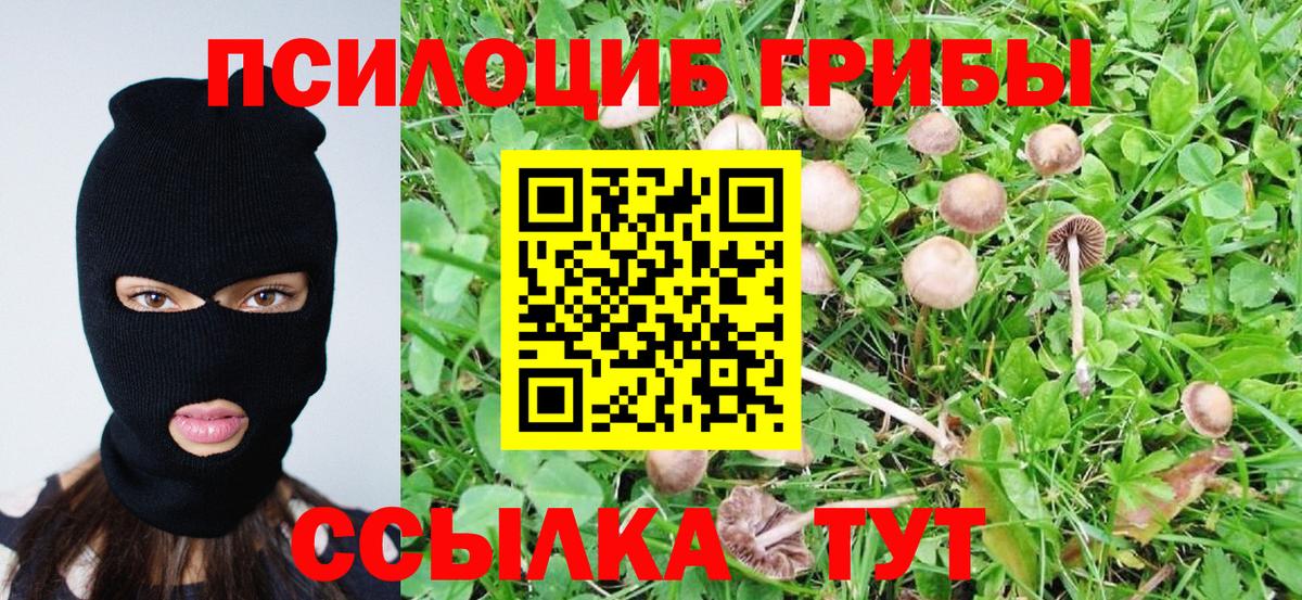 Мурино  Галлюциногенные грибы Psilocybe  Вход с VPN 